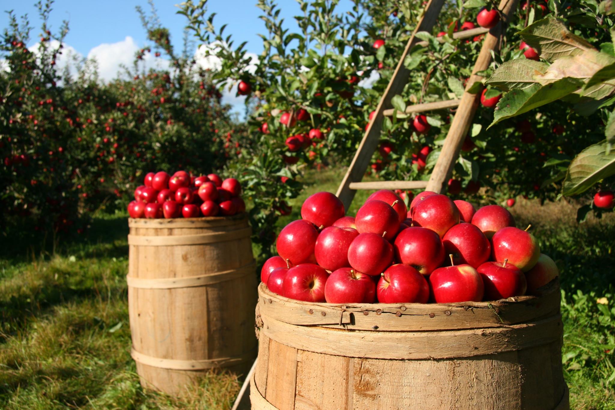 Мировое производство яблок